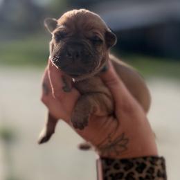 Earl - Fawn male Chinese Shar-Pei puppy in Lehigh Acres, Florida from Florida Wrinkles