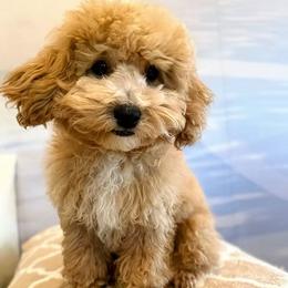 Teddy - Champagne male Maltipoo puppy in San Jose, California from Wendy's Maltipoos