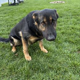 German Shepherds from D.S. Canine