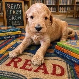 The Bookworm - Parti male Goldendoodle puppy in Social Circle, Georgia from Poppiedoodle Farms