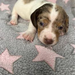 Skye - Dapple female Dachshund puppy in Richwood, West Virginia from Wild and Wonderful Wieners