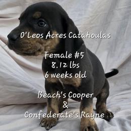 FEMALE  - 5 - Black female Catahoula Leopard Dog puppy in Perry, Florida from O'Leos' Acres Catahoulas