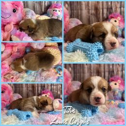 Australian Shepherd and Pembroke Welsh Corgi Puppies from Lewis Aussie’s & Corgi’s