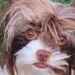 Mils - Biewer Terrier
