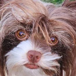 Mils - Biewer Terrier