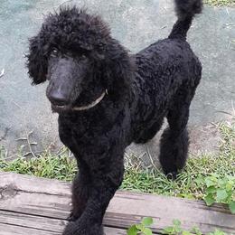 Poodles from Jeannie Doodles and Poodles