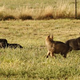 German Shepherd Puppies from Vom Haus Denfors K9