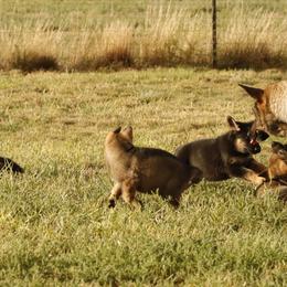 German Shepherd Puppies from Vom Haus Denfors K9