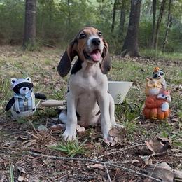 Jackie - Tri-colored female Treeing Walker Coonhound puppy in Lovelady, Texas from 3 Color Kennel