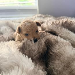 Leo - Apricot male Poodle puppy in Kissimmee, Florida from Poodles Are Mixy