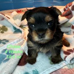 Chase - Black and tan male Yorkshire Terrier puppy in Ashland, Kentucky from Yorkie Paw