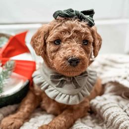 Aurora - Red  female Goldendoodle puppy in Iola, Texas from Supreme Doodles of Texas