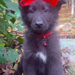 Rigatoni - Black female German Shepherd puppy in Fort Jennings, Ohio from Von Holtzapple German shepherds