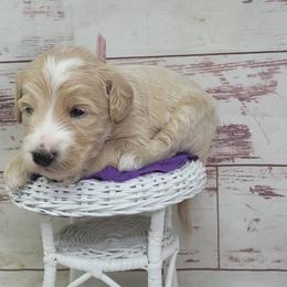 Ginger - Apricot female Goldendoodle puppy in Grabill, Indiana from Rose's Doodles