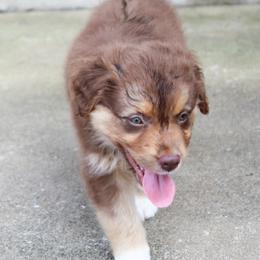 Australian Shepherd Puppies from Forte Australian Shepherds & Co.