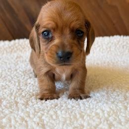 Nyla - Red female Dachshund puppy in Pflugerville, Texas from Dream A Dream Dachshunds