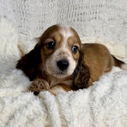 Ray - Piebald male Dachshund puppy in Rio Linda, California from Destiny's Mini Doxies