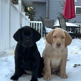 Labrador Retriever Puppies from Branley's Riverside Labradors