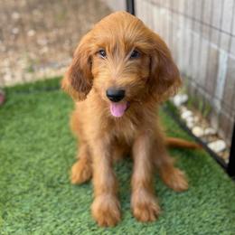 Chanel - Red  female Goldendoodle puppy in Lake Arrowhead, California from Puppies of the West