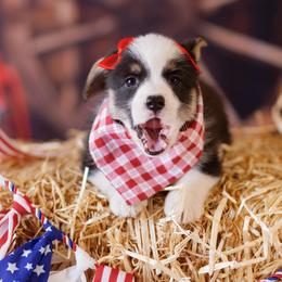 Pembroke Welsh Corgi Puppies from Big Sky Corgis