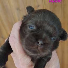 Abigail - Abbie - Red female Shih Tzu puppy in Palmyra, New York from Karen's Tzus of Palmyra-Macedon