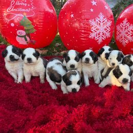 Saint Bernard puppies from PNW Saint Berdoodles
