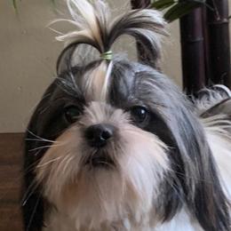 Glamorous Sabi Star - Shih Tzu