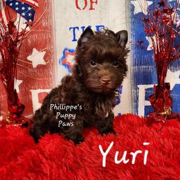 Yuri - Liver male Yorkshire Terrier puppy in Adair, Oklahoma from Phillippe's Puppy Paws
