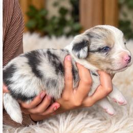 Kit - Blue merle and white female Cardigan Welsh Corgi puppy in Kerens, West Virginia from Leather & Lace