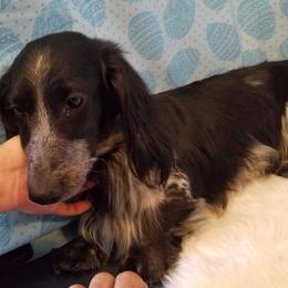 Diesel  - Dachshund