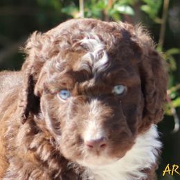 Aussiedoodle, Australian Shepherd, and Miniature Australian Shepherd Puppies from God’s Little Aussies