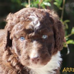 Aussiedoodle, Australian Shepherd, and Miniature Australian Shepherd Puppies from God’s Little Aussies
