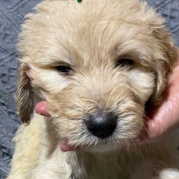 Goldendoodle Puppies from Toneytails Doodles