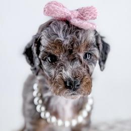 Mittens - Merle female Goldendoodle puppy in Jamestown, Kentucky from Milk & Honey Doodles