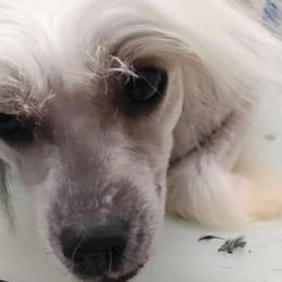 Chinese Cresteds and Poodles from Rhapsody Poodles & Cresteds