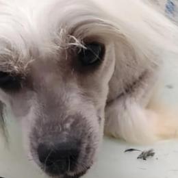 Chinese Cresteds and Poodles from Rhapsody Poodles & Cresteds