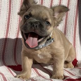 Luca - Blue fawn male French Bulldog puppy in Hemet, California from Bowman Pups