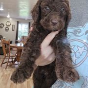 Chex - male Newfypoo puppy in Mckenzie, Tennessee from Small Town Doodles & Poodles