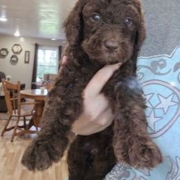 Chex - male Newfypoo puppy in Mckenzie, Tennessee from Small Town Doodles & Poodles