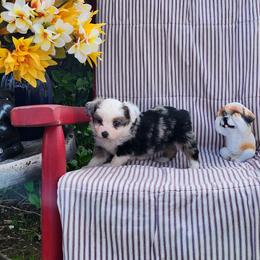 Thumper - Blue merle male Miniature Australian Shepherd puppy in Gainesboro, Tennessee from Family Tradition