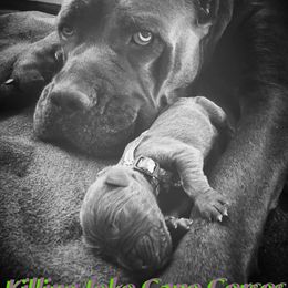 Cane Corso Puppies from Killing Joke Cane Corsos
