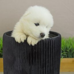 Samoyed Puppies from Desert Snow Samoyeds