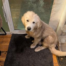 Great Pyrenees Puppies from Bobby Horton
