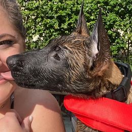 Belgian Malinois from Miami K9 Company