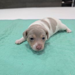 Chrissy - Fawn white and tan female Rat Terrier puppy in Jerusalem, Ohio from Twin Hickory Ranch