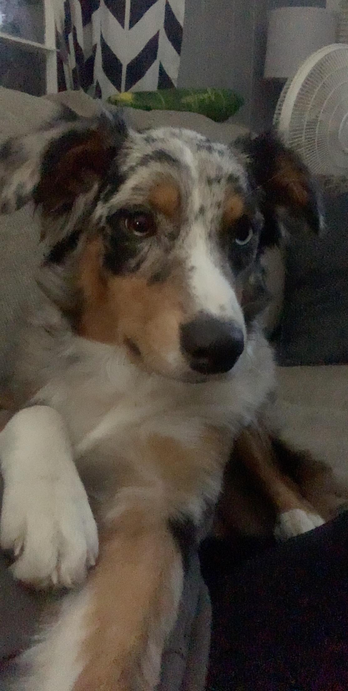 Nova