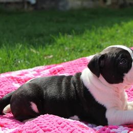 American Bully Puppies from Get It Right Bullyz