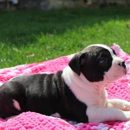 American Bully Puppies from Get It Right Bullyz