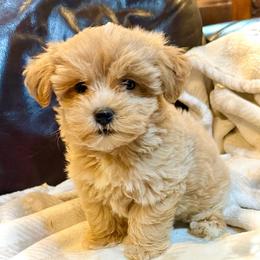 Bo - Apricot male Maltipoo puppy in Lancaster, South Carolina from 3 Bs Havanese-PUPPIES with  PURPOSE