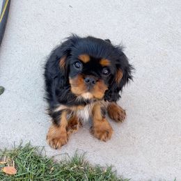 Frederick - Black and tan male Cavalier King Charles Spaniel puppy in Tooele, Utah from Ikkes Cavaliers MRI cavaliers in Utah